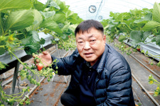 [기획] 위기에 강한 K-딸기…체질개선으로 수출시장 확대 쭉쭉~