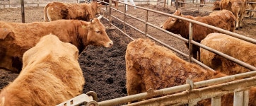 [새해기획ㅣ주목되는 축산 정책은] 송아지생산안정제 개편 추진…원유 품질 인센티브제도 손 본다