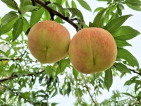 경북도 청도복숭아연구소, 추석에 만나는 복숭아 신품종 만월 개발