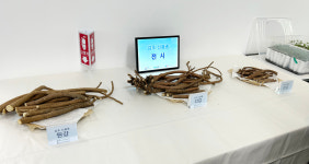 국산 감초 산업화 기반 다진다