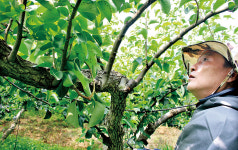 [기상이변, 사과를 지켜라] 이른 더위에 일소피해 우려…미세살수장치 가동해 예방을