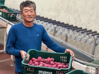 최병관 의성중부농협 자두공선회장 고당도 타이벡 자두 생산…이마트·홈쇼핑 전량 납품
