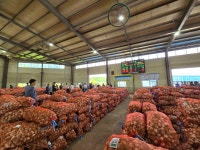 생산량 줄었는데 산지 시세 부진…정부 물가 정책이 마늘값 망쳤다