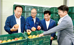 봉화군 춘양농협 토마토 선별장 준공…10월까지 태백산찰토마토 출하