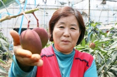 고미경 유광농장 대표 미래세대 위해 감귤 이후 새 작목 준비