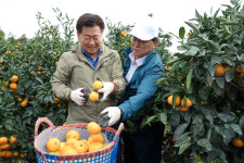 제주감귤 조수입 1조 지킨다
