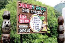 [현장속으로] 맨발로 산림욕장 걷고 해독찜질…건강밥상 통해 치유