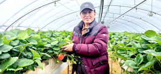 딸기 끝판왕 킹스베리 열풍…희소성 더해 없어서 못 판다