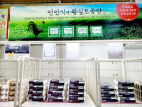 [기획] 토종닭 찾아 삼만리 복원 성공…후계자 찾는 게 마지막 소망
