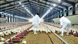 브라질 고병원성 AI 파장···국산 육계 증산 독려 나섰지만 약발 먹힐지 미지수