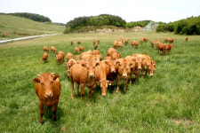 강원축산기술연구소, 동해시·고성군에 우량 암소 분양