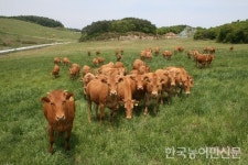 강원축산기술연구소, 동해시·고성군에 우량 암소 분양