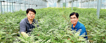 [국산 한약재 활성화 현장을 가다] 제천시 농업기술센터 감초