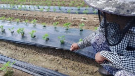 [현장] 열흘 만에 녹아내려···생분해성 비닐 썼다 날벼락