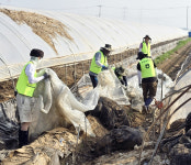 농협케미컬, 삽교농협 관내 수해 농가 복구 손길