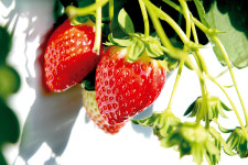 와사비의 변신···건기식으로 세계시장 도전