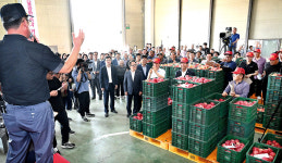 명품 과일 거창사과 초매식···최고 낙찰가 30만원 기록