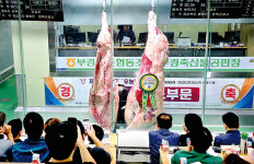 미경산암소 kg당 8만8880원 사상 최고가 돌풍