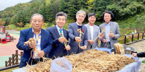 노화 억제·혈당조절 등 효과···정선 다년생 황기 주목