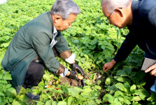 [특별기획] 한국의 농업기술 전수…고품질·무병 씨감자 대량생산 기반 마련