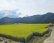 국립종자원 강원지원, 1월 30일까지 벼 정부 보급종 신청 접수