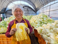[탐방ㅣ세종시 다인영농조합] 농민 정성 가득 담은 절임배추, 품질로 말하죠