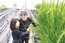 [스마트 혁신기술, 농업을 바꾼다] 디지털 육종 품종 개발 앞당긴다