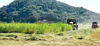 농협, 올해 조사료 생산 늘린다