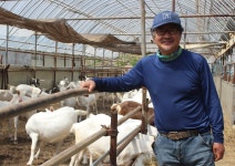 넓은 목장 누비는 유산양···야생초 뜯어 먹으며 건강하게 자라