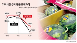 [품목포커스/수박] 이른 더위에 수요 원활···품질도 좋아 평년 시세 유지