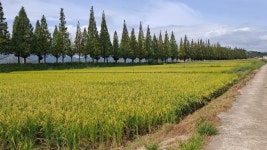 멋진 가로수길은 고대 유적으로 이어지고