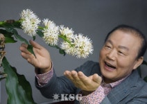 은산해운항공 행운목 20년째 개화 ‘눈길’