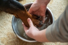 반려견만 챙기면 다냐?