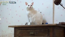 삼시세끼 어촌편2 도도한 고양이 벌이, 쩝쩝 소리에 안절부절