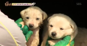 TV 동물농장 장군이·다빈이, 두 견공 모두 5남매 아버지