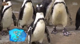 TV 동물농장 버드 파라다이스 1인자 펭구, 바깥세상 외출만 관심 둬