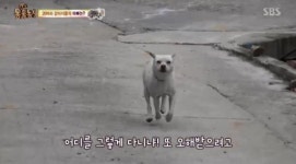 TV 동물농장 희대의 카사노바견 상동이, 주인 아주머니에게 배신감 안겨