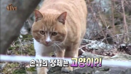 [TV컷Q] 동물농장 산 속에 등장한 고양이 나비… 아저씨와 고양이의 훈훈한 우정