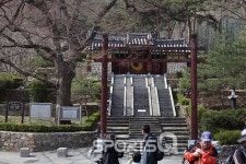 진달래꽃 피는 봄날 관악산 연주대 등산 어떠세요? 기암괴석 많고 등산코스 다양해 4월에 가볼만한 산으로 엄지 척!