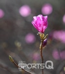 진달래꽃 피는 봄날 관악산 연주대 등산 어떠세요? 기암괴석 많고 등산코스 다양해 4월에 가볼만한 산으로 엄지 척!