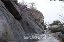 진달래꽃 피는 봄날 관악산 연주대 등산 어떠세요? 기암괴석 많고 등산코스 다양해 4월에 가볼만한 산으로 엄지 척!