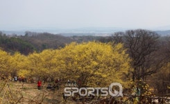 양평 산수유한우 축제와 이천 산수유 축제(이천 백사산수유꽃 축제), 4월 초순에 열려