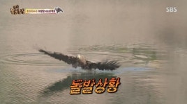 [TV컷Q] 동물농장 흰꼬리수리 가람이, 5년 만에 느낀 사냥의 맛