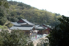 전남 강진 백련사 동백숲, 4월에 가볼만한 여행지로 엄지 척! 다산초당 가는 길에 함께 보세요