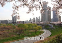 안양천 벚꽃축제는 끝났지만 목동교 오목교 신정교 철산교 광명대교 부근 제방길 에헤라 디여 벚꽃터널 산책길 걷기 지금이 딱 좋아!