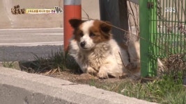 [TV컷Q] 동물농장, 돌돌이 이야기 공개…대한민국 유기견의 실태?