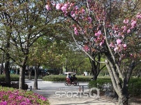 인천대공원 벚꽃축제 끝나고 자전거도로·동물원·인천수목원·치유숲엔 신록이 성큼...인천대공원 캠핑장 바베큐존 넓고 쾌적