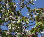 인천대공원 벚꽃축제 끝나고 자전거도로·동물원·인천수목원·치유숲엔 신록이 성큼...인천대공원 캠핑장 바베큐존 넓고 쾌적