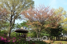 인천대공원 벚꽃축제 끝나고 자전거도로·동물원·인천수목원·치유숲엔 신록이 성큼...인천대공원 캠핑장 바베큐존 넓고 쾌적