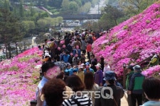 2017 군포철쭉축제·고양국제꽃박람회 등 경기도 꽃축제 대박! 군포철쭉동산 주차 공간, 일산호수공원 주차장 몸살